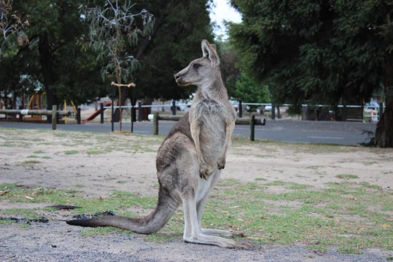 Der „Campingplatzangestellte“