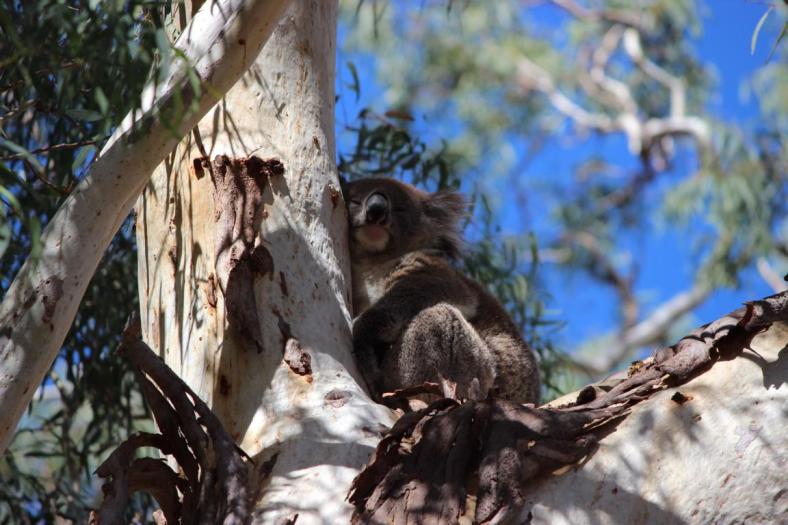 Bin ich müüüüüüüüde