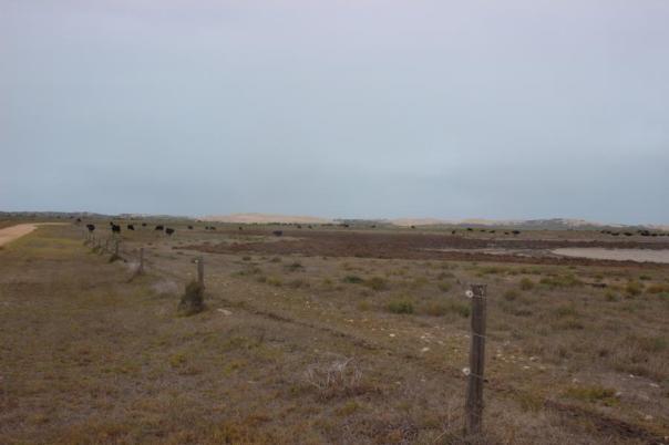 Rinderherde, Weideland im Coorong Nationalpark
