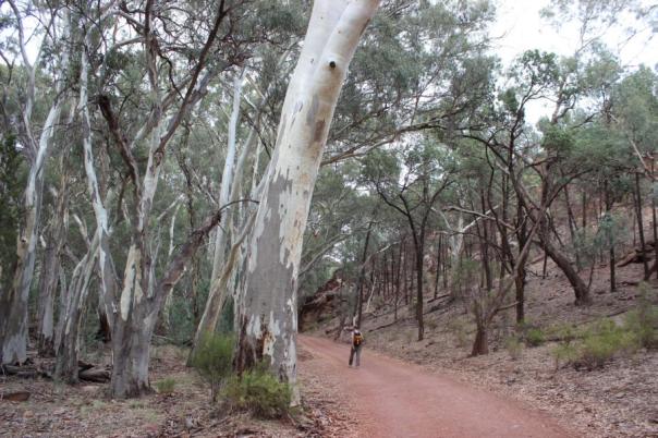 Im Wilpena Pound in den Flinders Ranges
