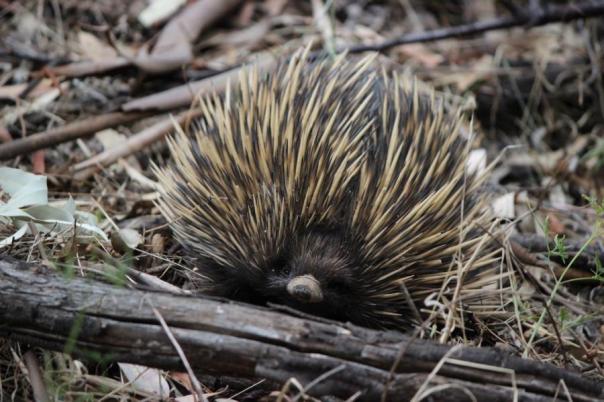 Short-Breaked Echidna