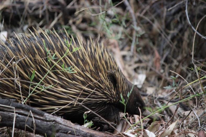 Etwas größer wie ein Igel