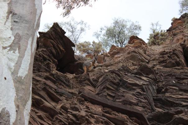 Yellow-footed rock-wallaby