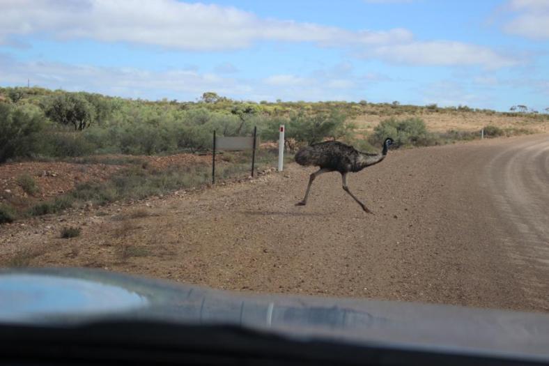Achtung Emu von links