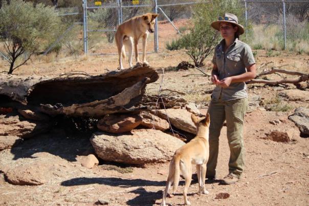 Dingos, unsere nächtlichen Besucher, Desert Park, Alice Springs