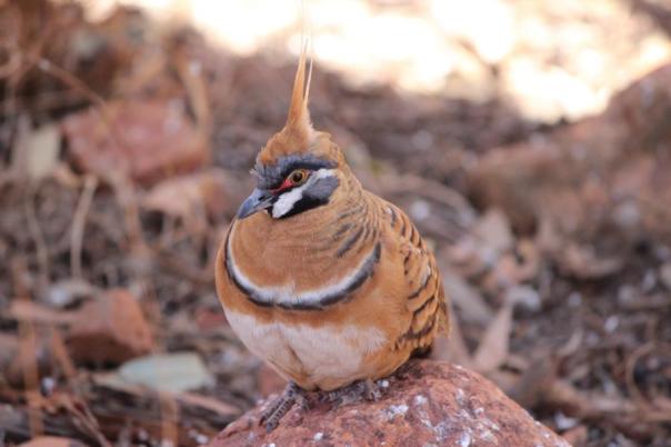 Spinifex Pigeon
