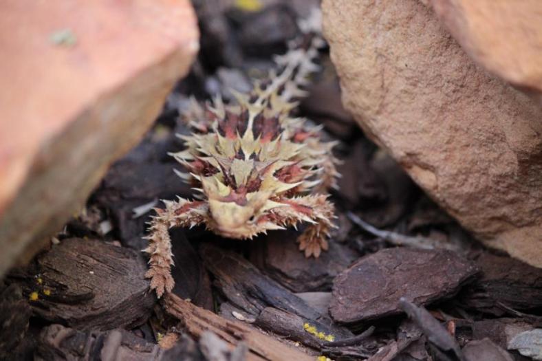 Thorny Devil