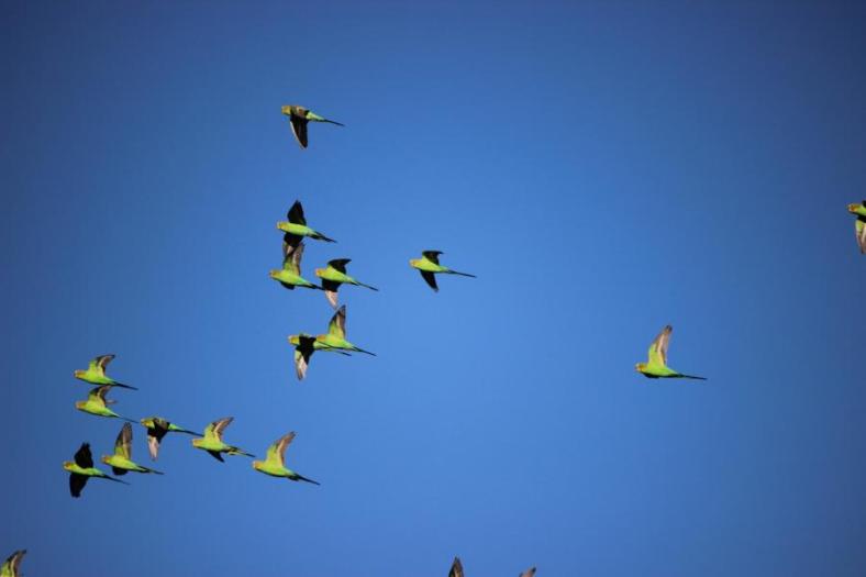 Budgerigar, Spezies unserer Wellensittiche