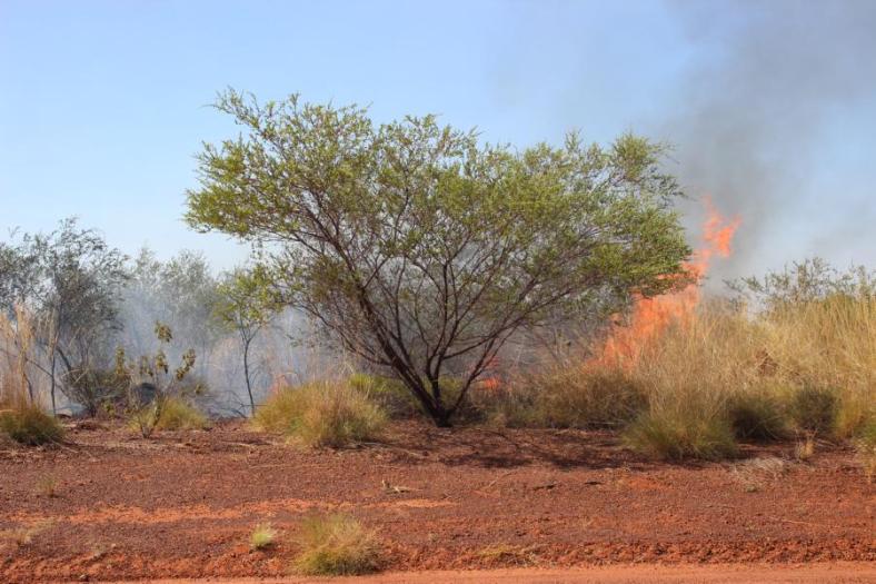 Gesteuertes Buschfeuer
