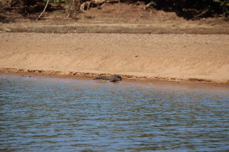 Da liegt doch glatt ein "Sweety", Süsswasserkrokodil