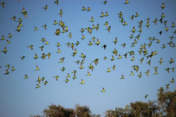 Budgerigar, Spezies unserer Wellensittiche