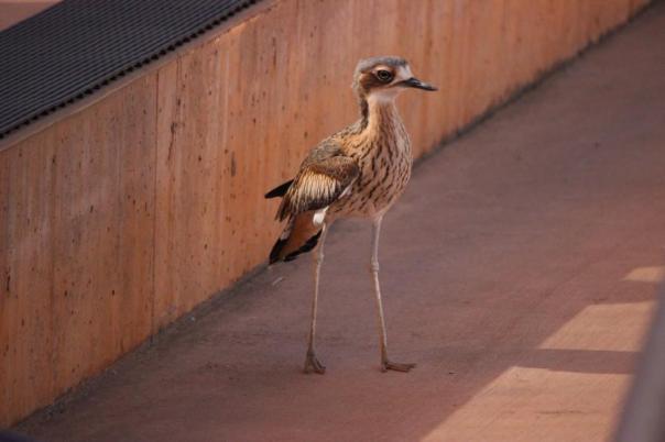 Na, wer bist denn Du, Stone-curlew, Desert Park, Alice Springs