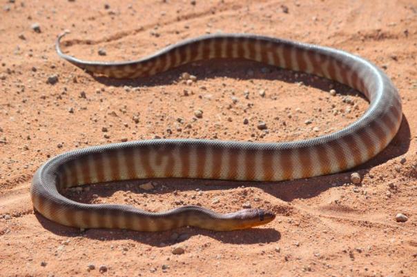 Sehr wahrscheinlich giftig, Tanami Track