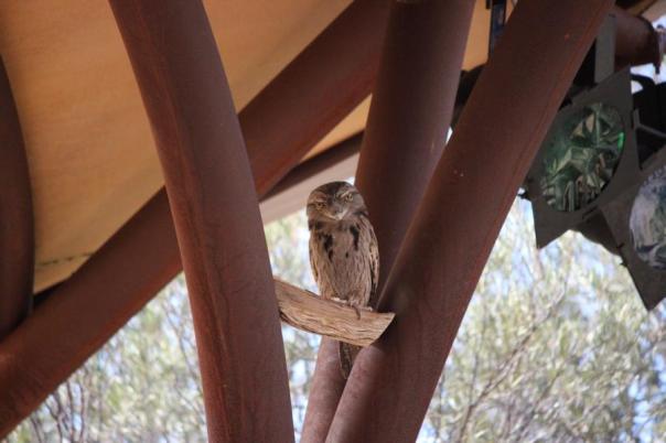 Tawny Frogmouth, Desert Park, Alice Springs