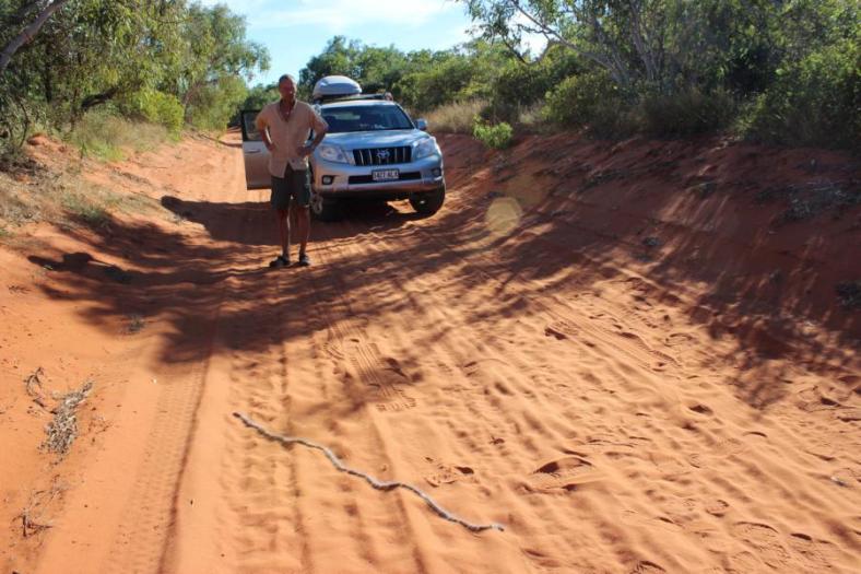 Wieder kreuzt eine Raupenschlange