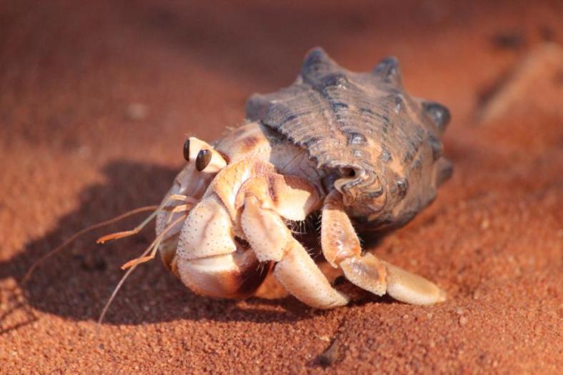 Nächtliche Besucher am Zelt