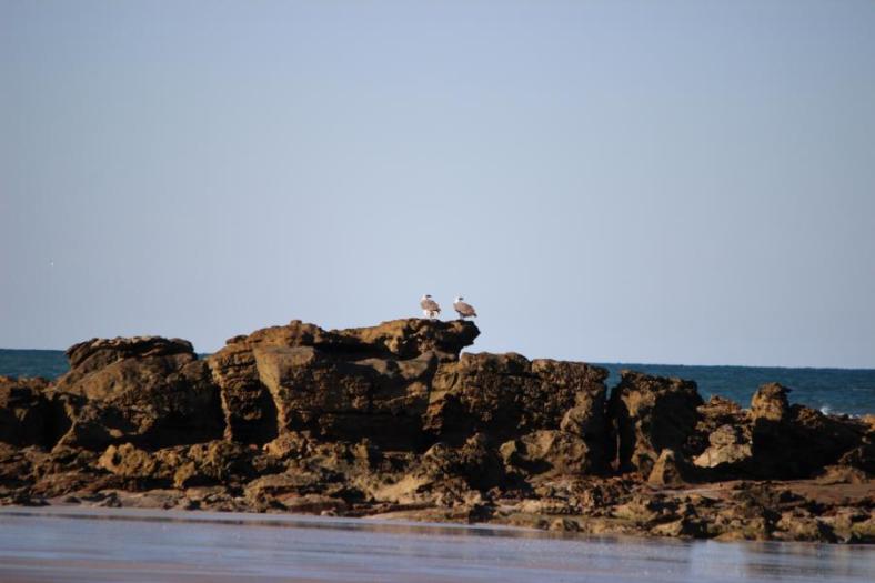 White-Bellied Sea-Eagle