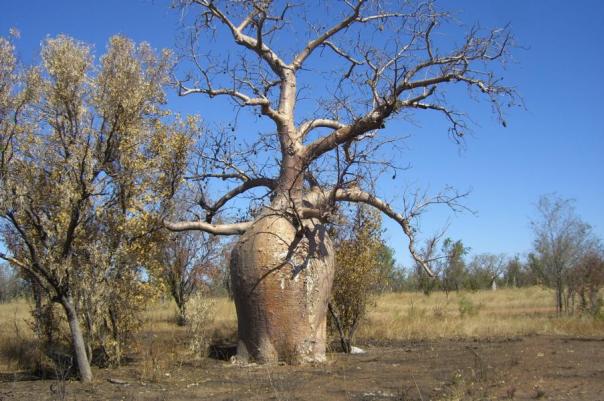 Boab Tree
