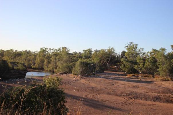 Ausblick vom Nachtlager mit hunderten lärmender Cockatoos