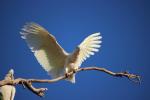 Cockatoo