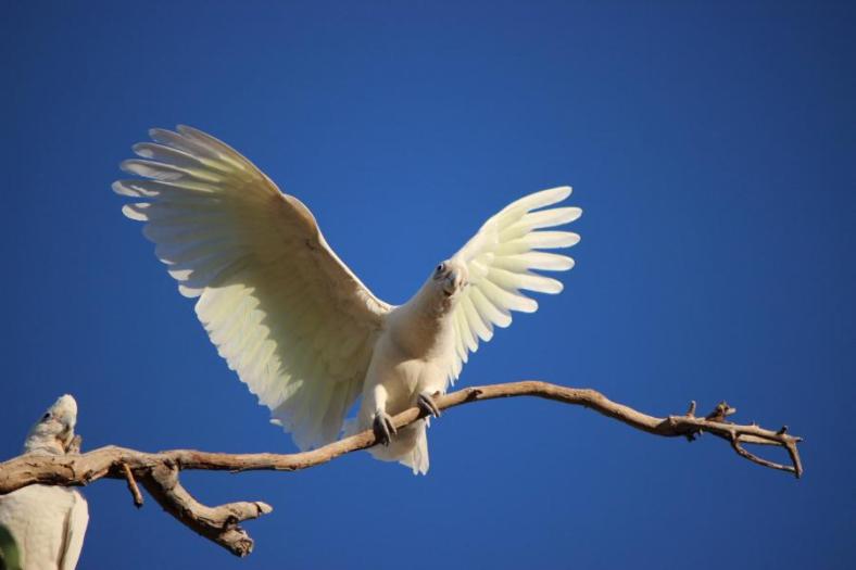Cockatoo