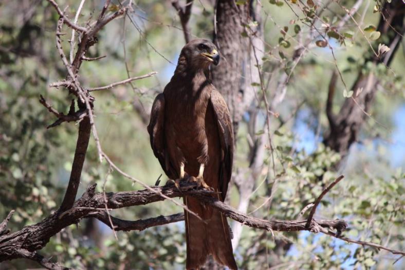 Wedge-Tailed Eagle