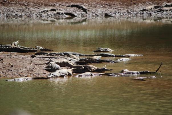 Huch, gleich so viele Freshies