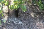 Bower (Laube) vom Bowerbird nur zum Imponieren für die Dame, Nest ist dann im Baum