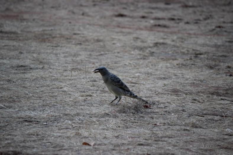 Bowerbird mit Lockgabe für Laube