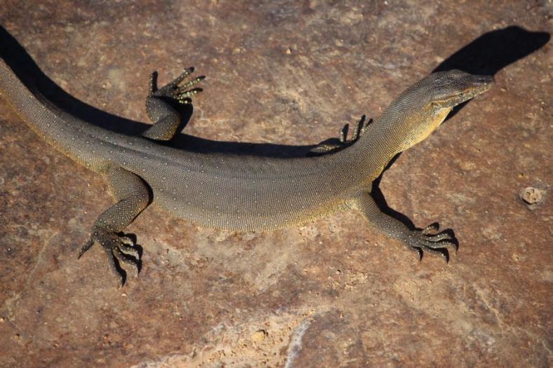 Merten's Water Monitor