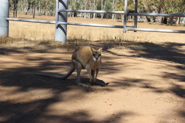 Mt Elisabeth Station Korey das Hauswallaby