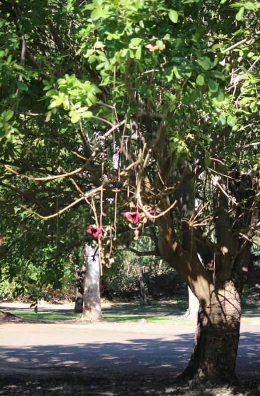 Wunderschöne Blütendolden