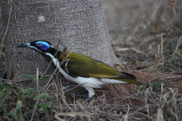 Blue-Faced Honeyeater
