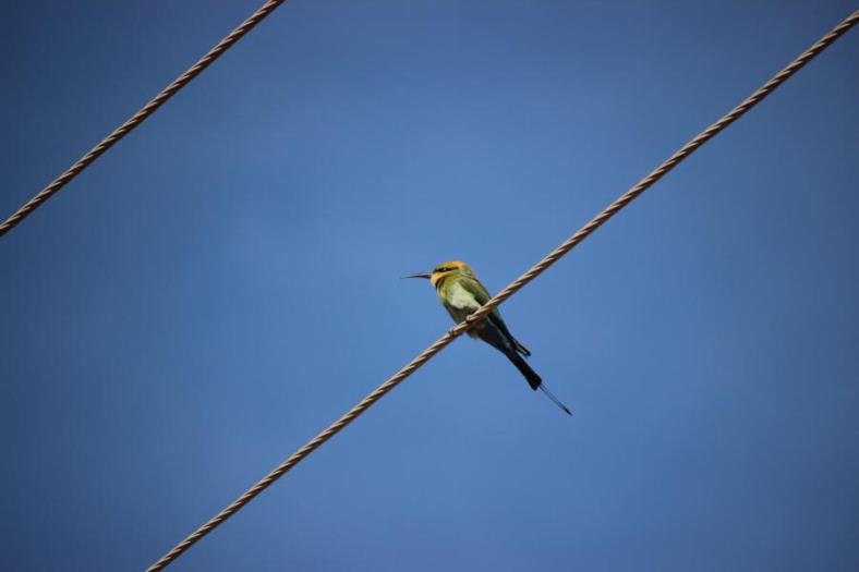 Rainbow Bee-eater
