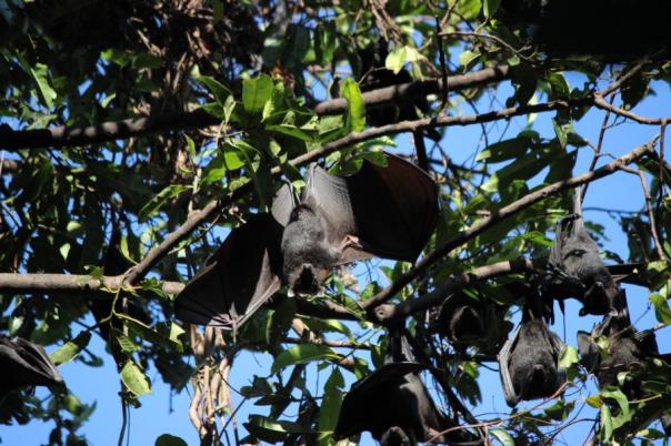 Vorbereitung zum Abendflug