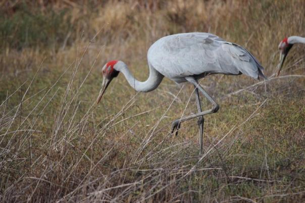 Brolga