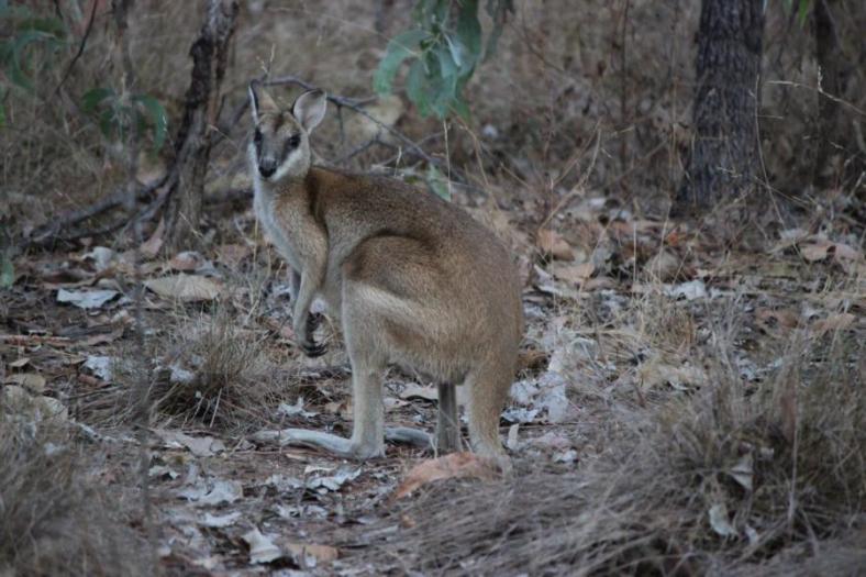 Schaut zum Frühstück vorbei, Wallaby