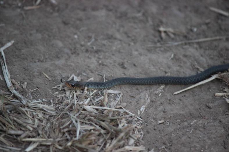 Keelback oder Freshwater Snake,