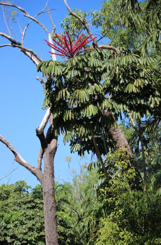 Blüte Umbrella Tree, bis zu 16 m hoch