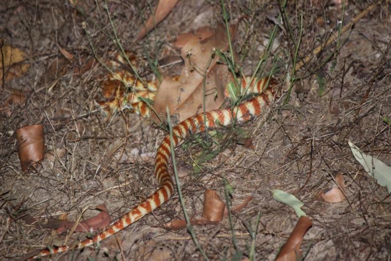 Bown Tree Snake, bis 2 Meter Länge, giftig nur nicht lebensgefährlich