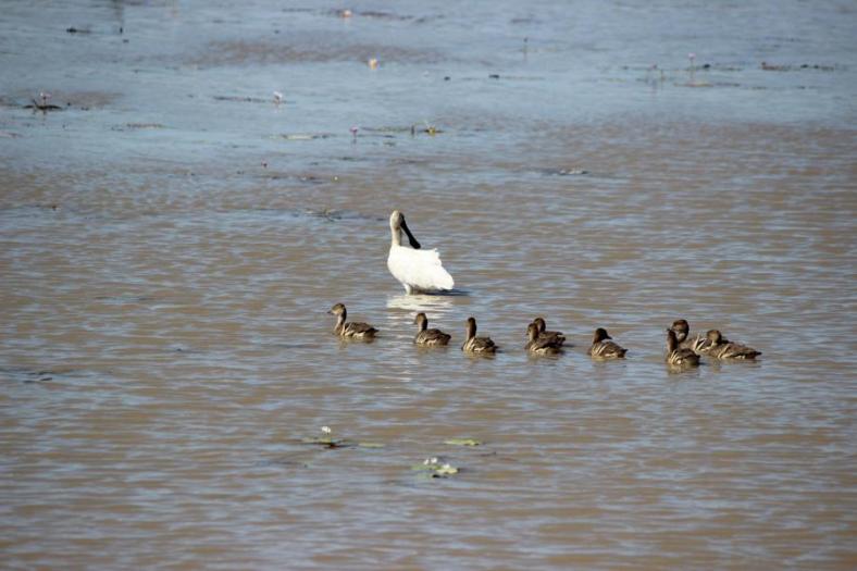 Royal Spoonbill and Plumed Wistling Ducks