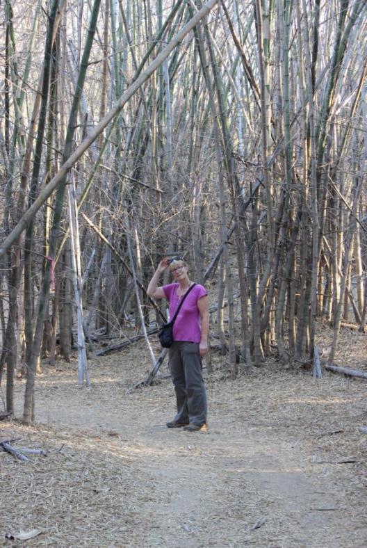 Bamboo Forest am Mary River