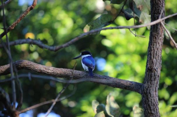 Forest Kingfisher, Mary River Wilderness Resort