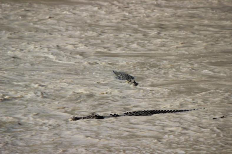 Estuarine (Saltwater) Crocodiles
