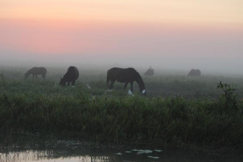 Brumbies, Yellow Waters, South Alligator River