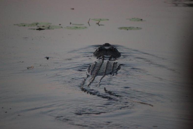 Die sind auch schon munter, Jellow Waters, South Alligator River