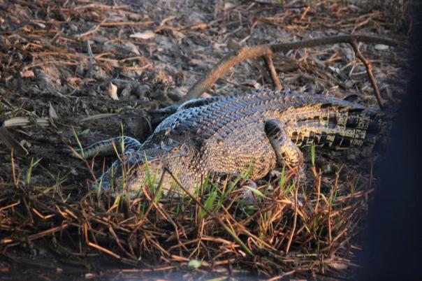 Ein toller Bursche, Yellow Waters, South Alligator River