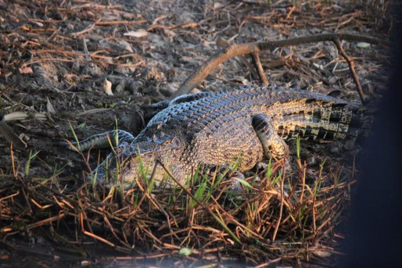 Ein toller Bursche, Yellow Waters, South Alligator River