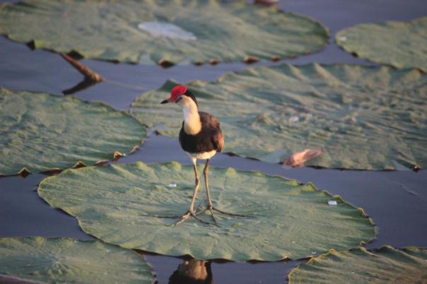 Comb-crested Jacana