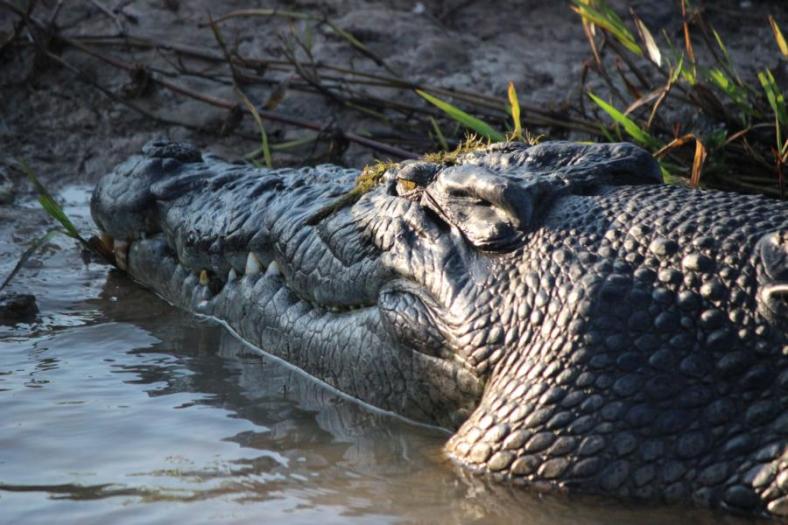 Saltie mit Kopfschmuck